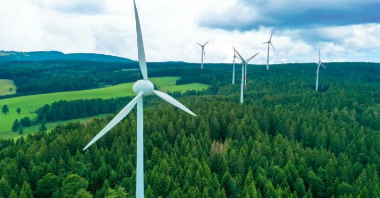 Titelbild &quot;Pauschalverbot von Windkraft im Wald nichtig&quot;